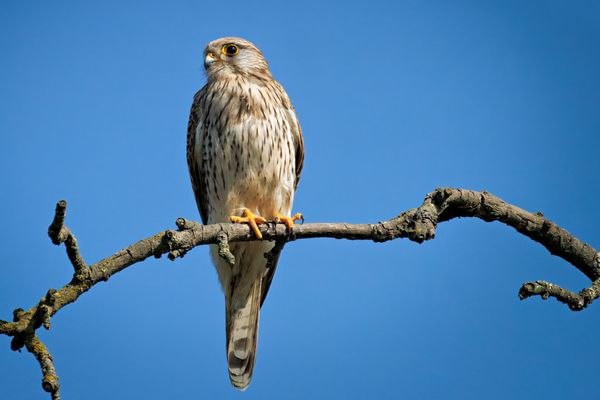Turmfalke ganz entspannt ...
