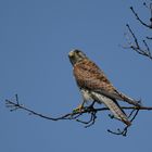 Turmfalke - ganz natürlich ...