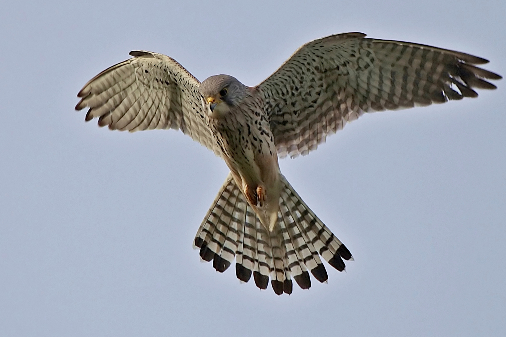 Turmfalke – gelegentlich „Rüttelfalke“ genannt