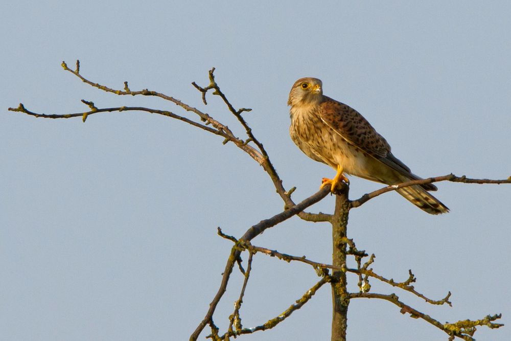 Turmfalke geniesst die Ausicht