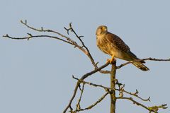 Turmfalke geniesst die Ausicht