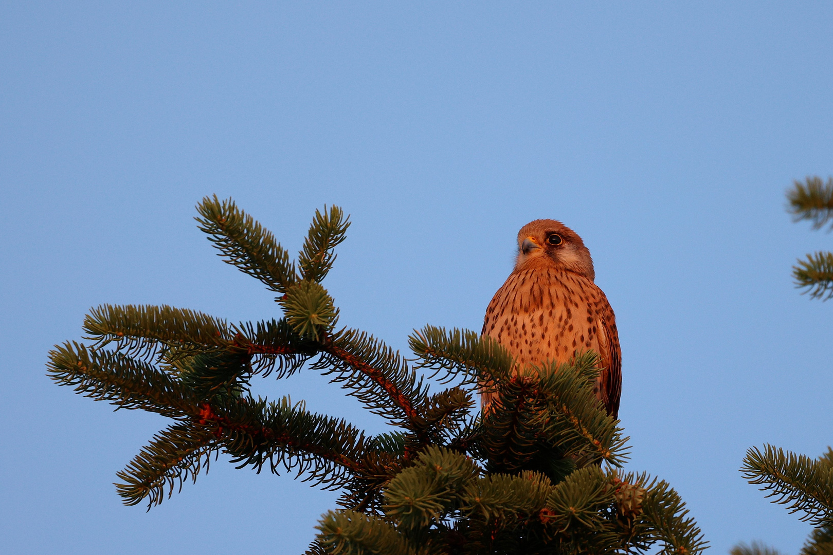 Turmfalke genießt die rote Morgensonne