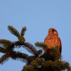 Turmfalke genießt die rote Morgensonne