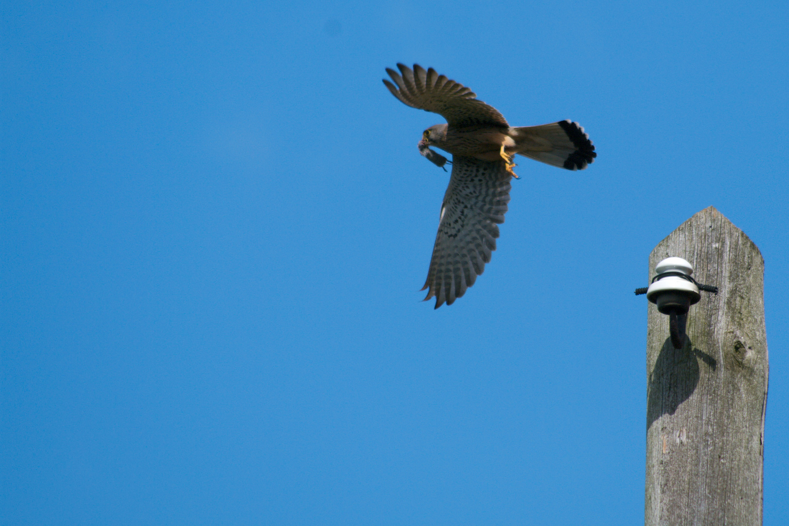 Turmfalke - Gestartet mit Maus im Schnabel