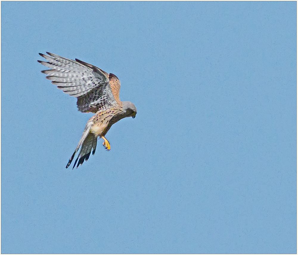 Turmfalke... gut gerüttelt.