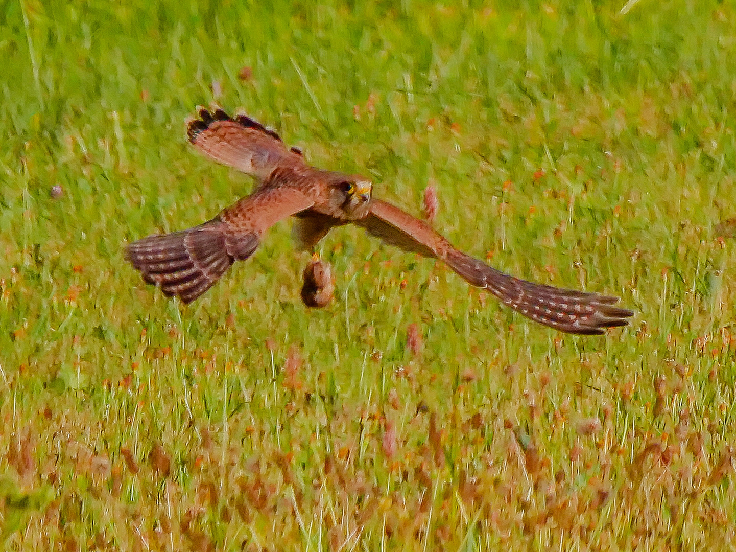 Turmfalke hat Beute gemacht 