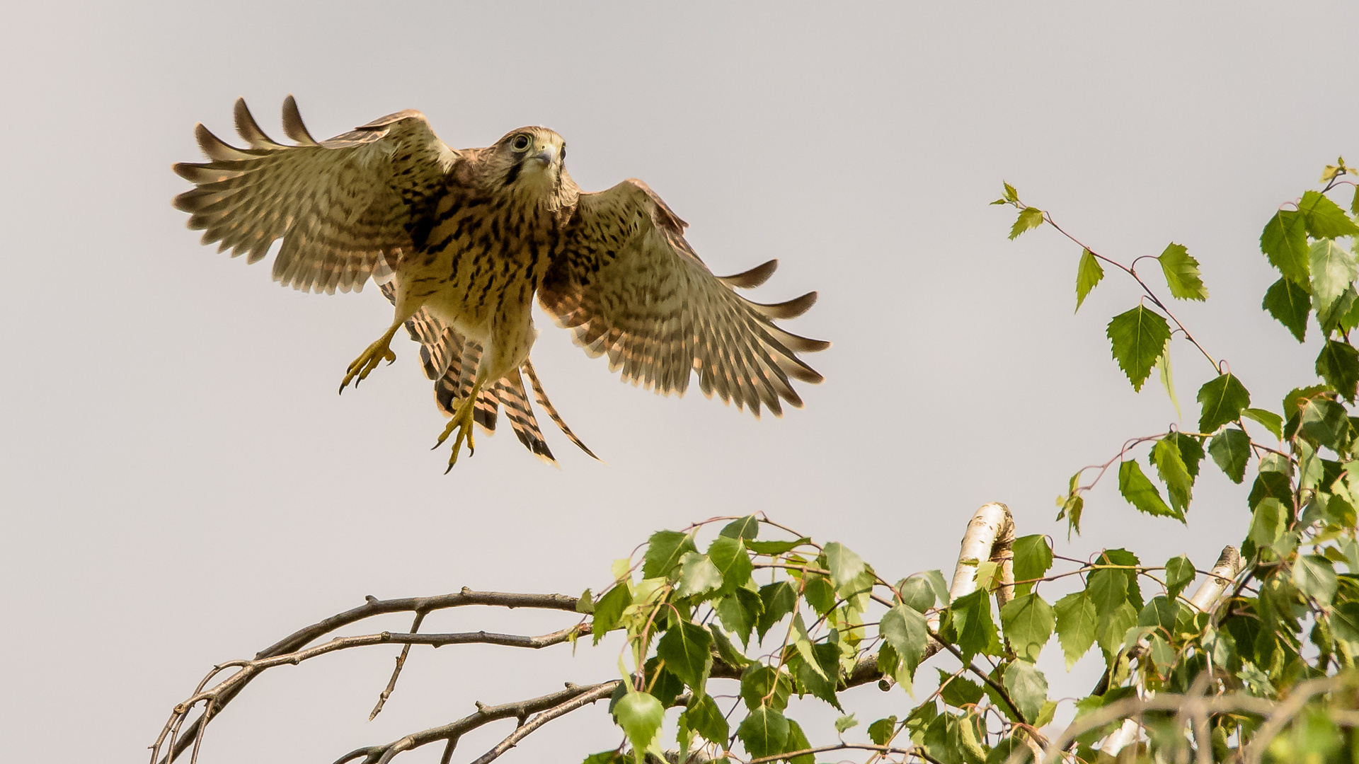 Turmfalke hebt ab