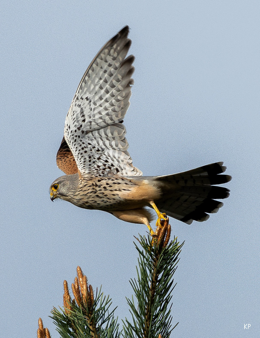 Turmfalke hebt ab