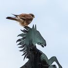 Turmfalke hoch oben auf dem Wetterross...