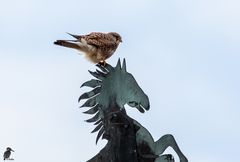 Turmfalke hoch oben auf dem Wetterross...