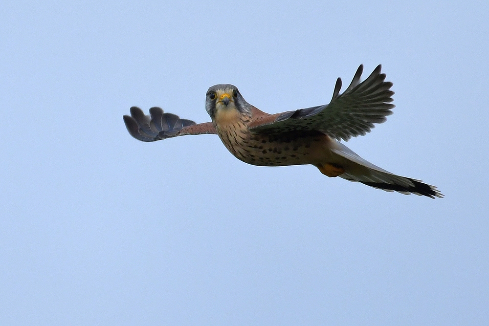 Turmfalke: Huch – ich werde fotografiert