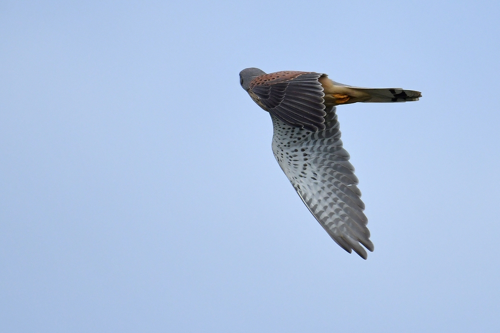 Turmfalke: Ignorieren der Fotografin