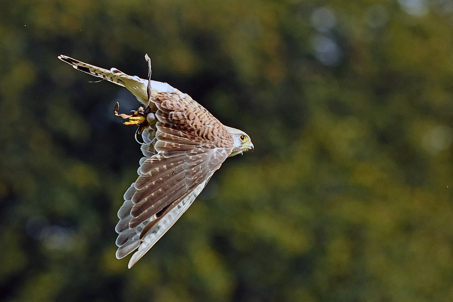 Turmfalke II