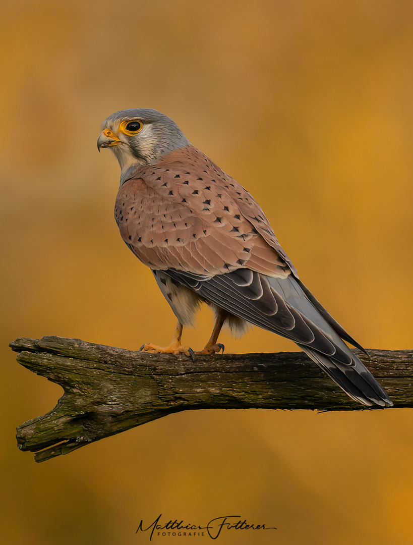 Turmfalke im Abendlicht