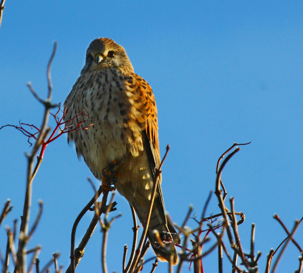 Turmfalke im Abendlicht