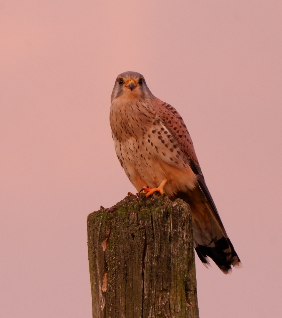 Turmfalke im Abendlicht