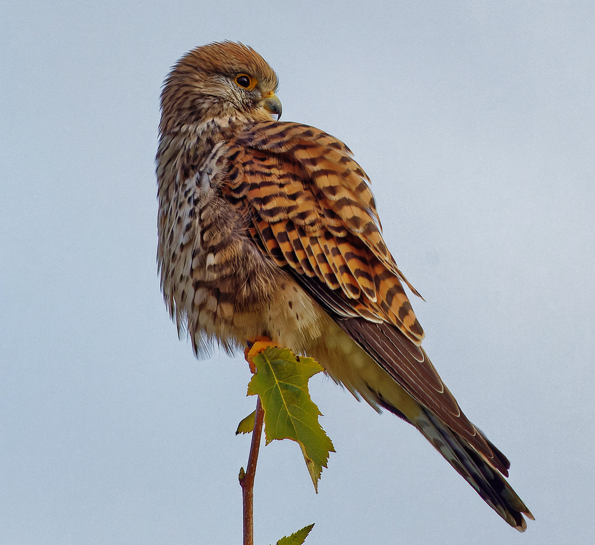 Turmfalke im Abendlicht