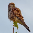 Turmfalke im Abendlicht