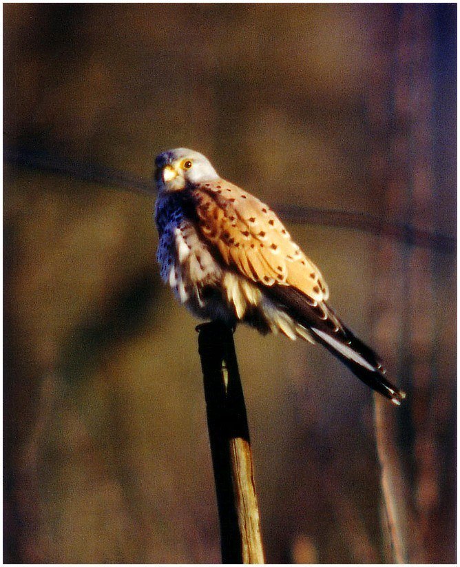 Turmfalke im Abendlicht