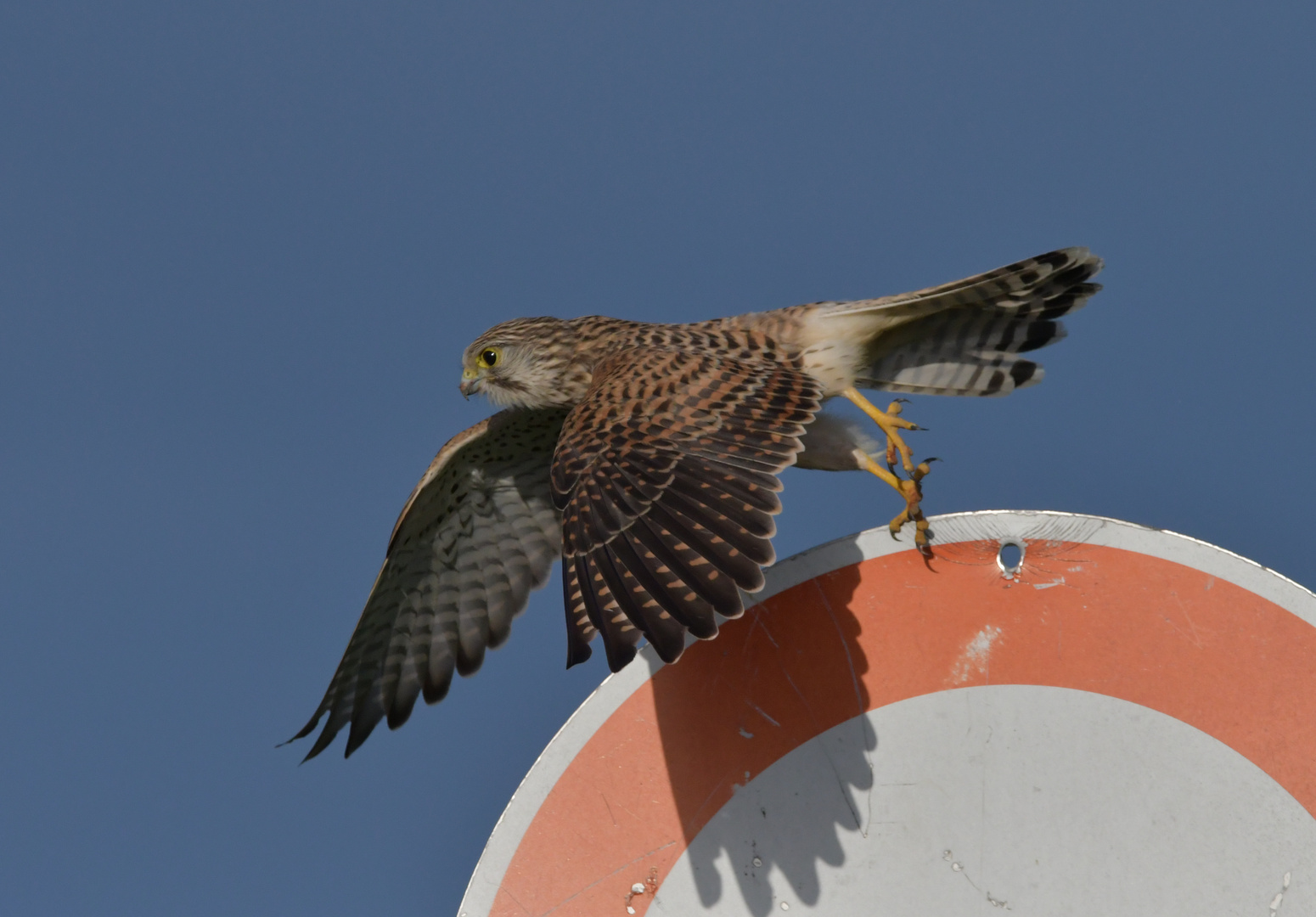 Turmfalke im Abflug