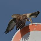 Turmfalke im Abflug