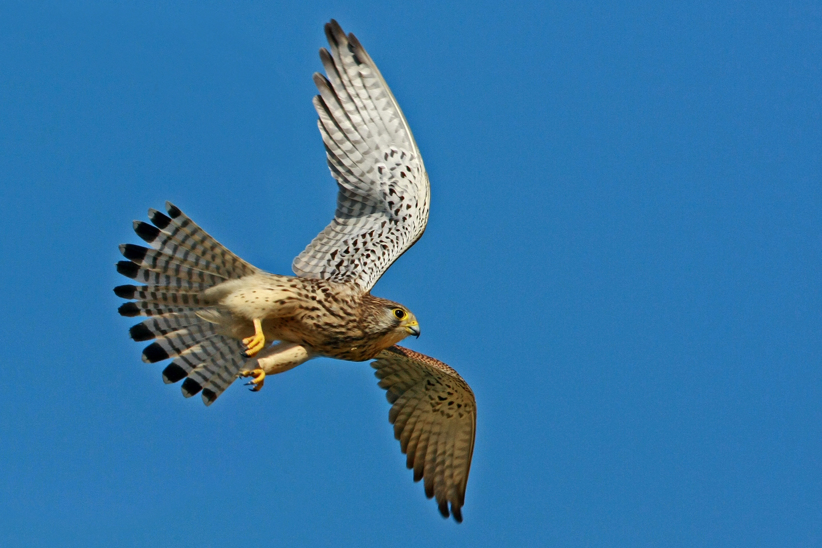 Turmfalke im Abflug