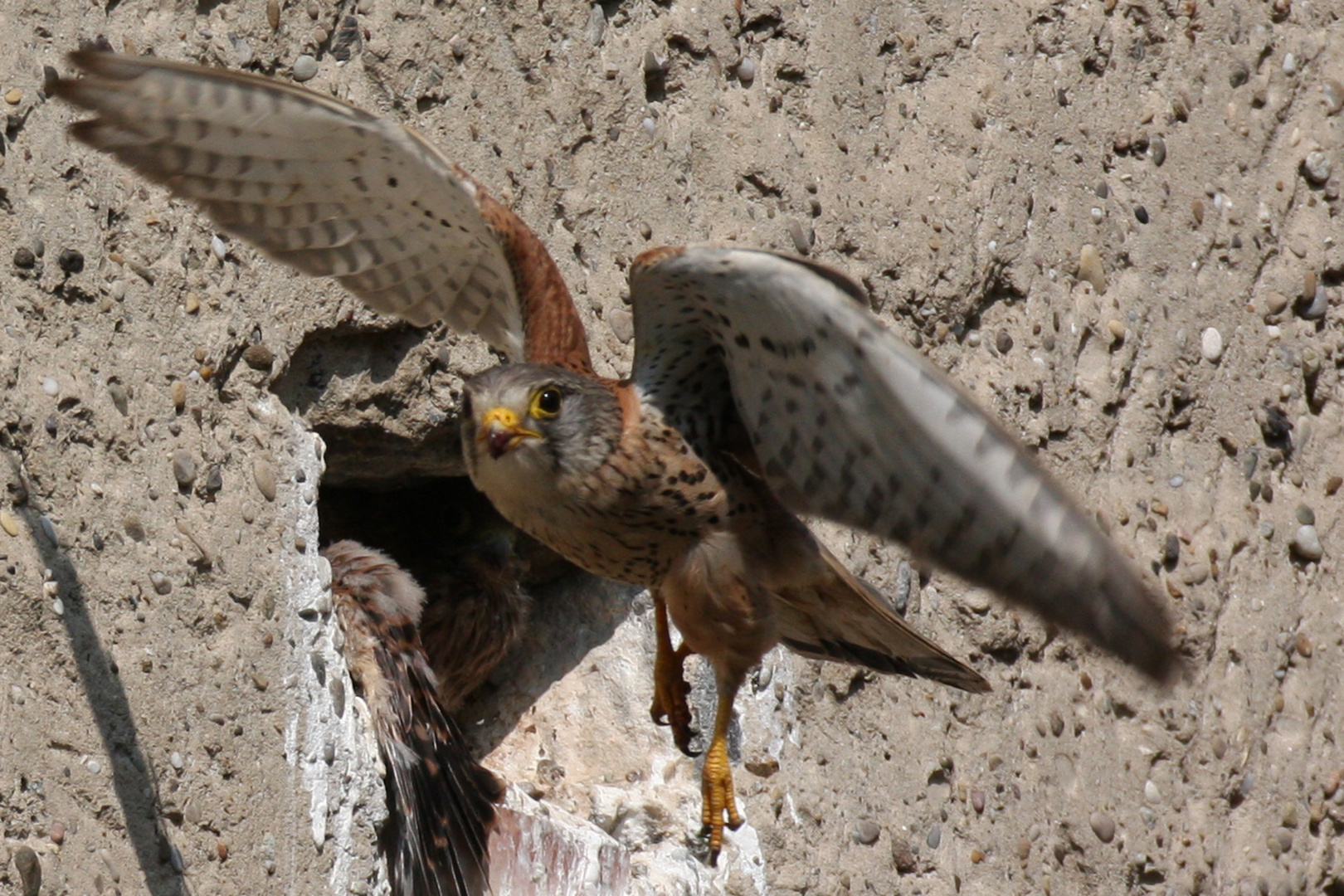 Turmfalke im Abflug vom Nest