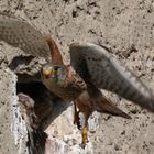 Turmfalke im Abflug vom Nest