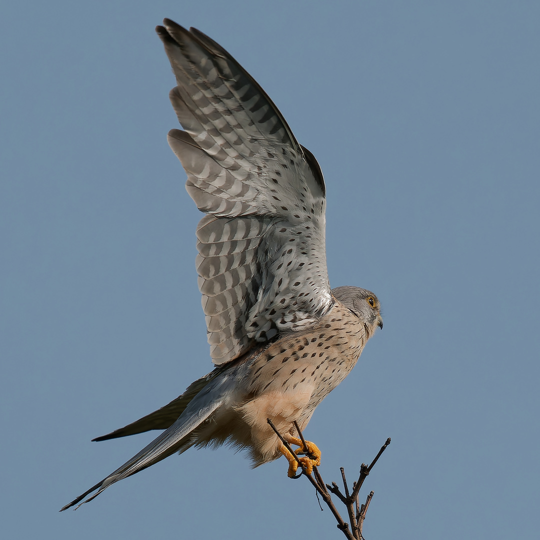 Turmfalke im Absprung II