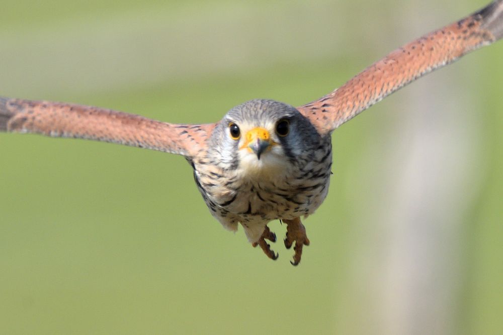 Turmfalke im Anflug