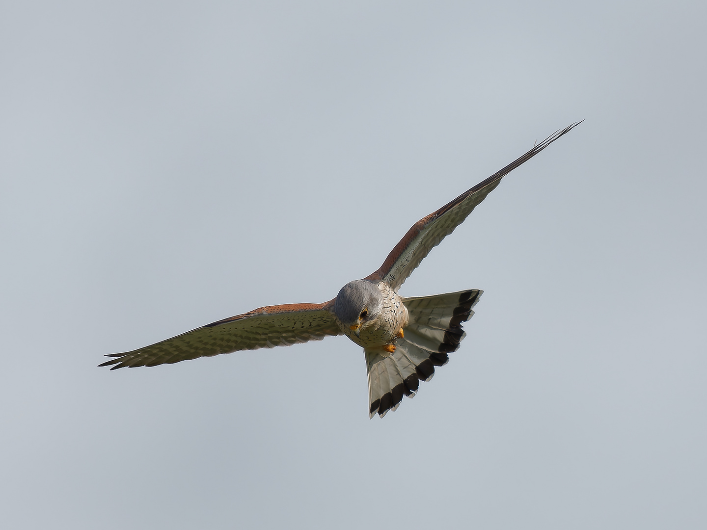 Turmfalke im Anflug