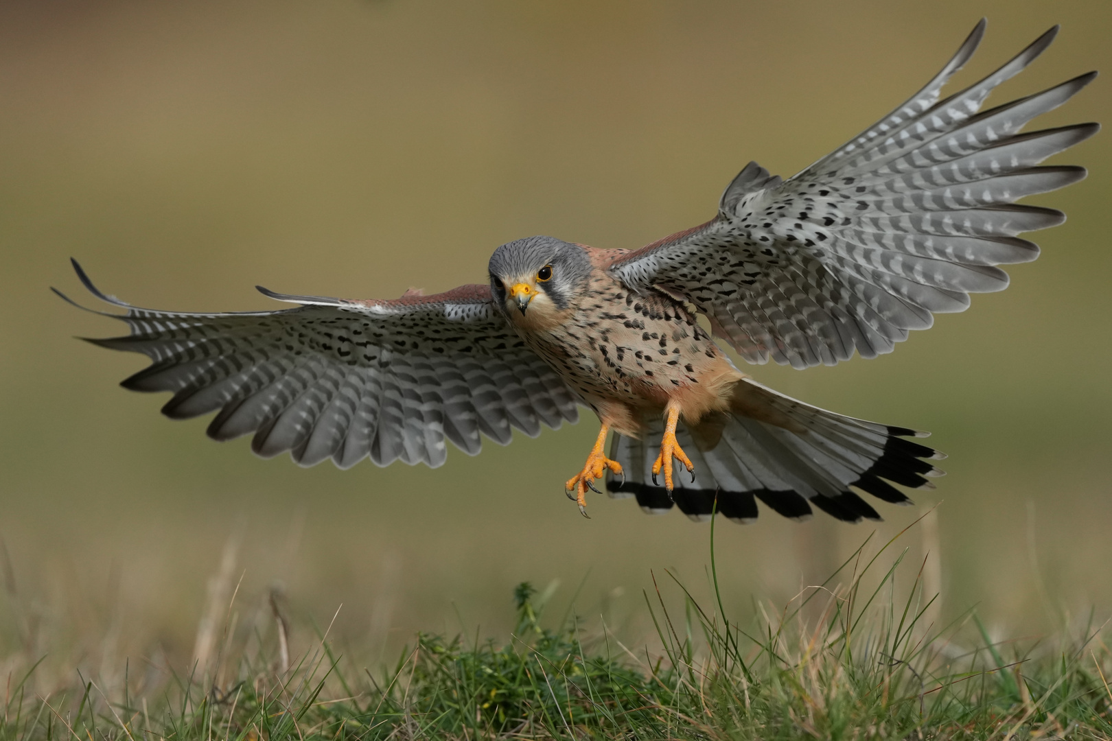 Turmfalke im Anflug 1