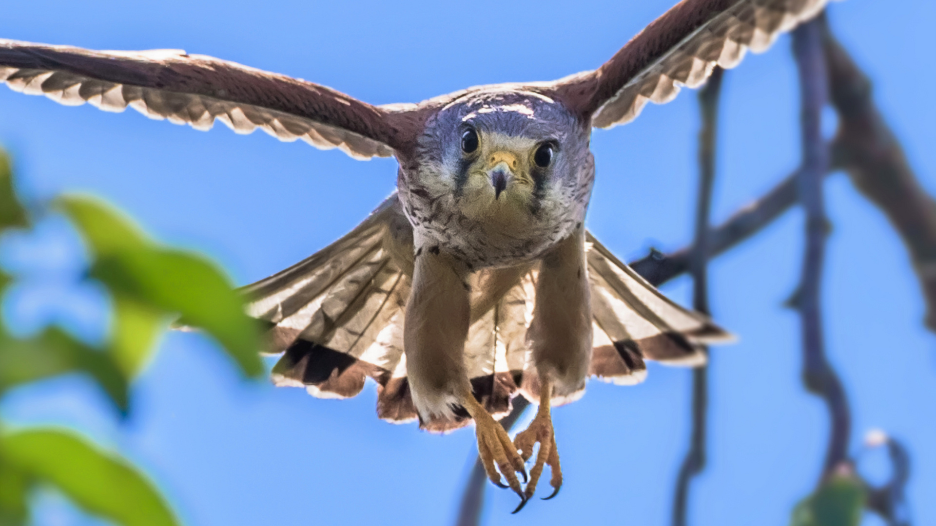 Turmfalke im  Anflug