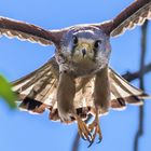 Turmfalke im  Anflug