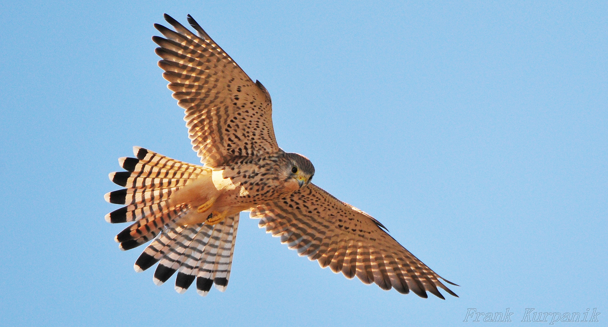 Turmfalke im Anflug