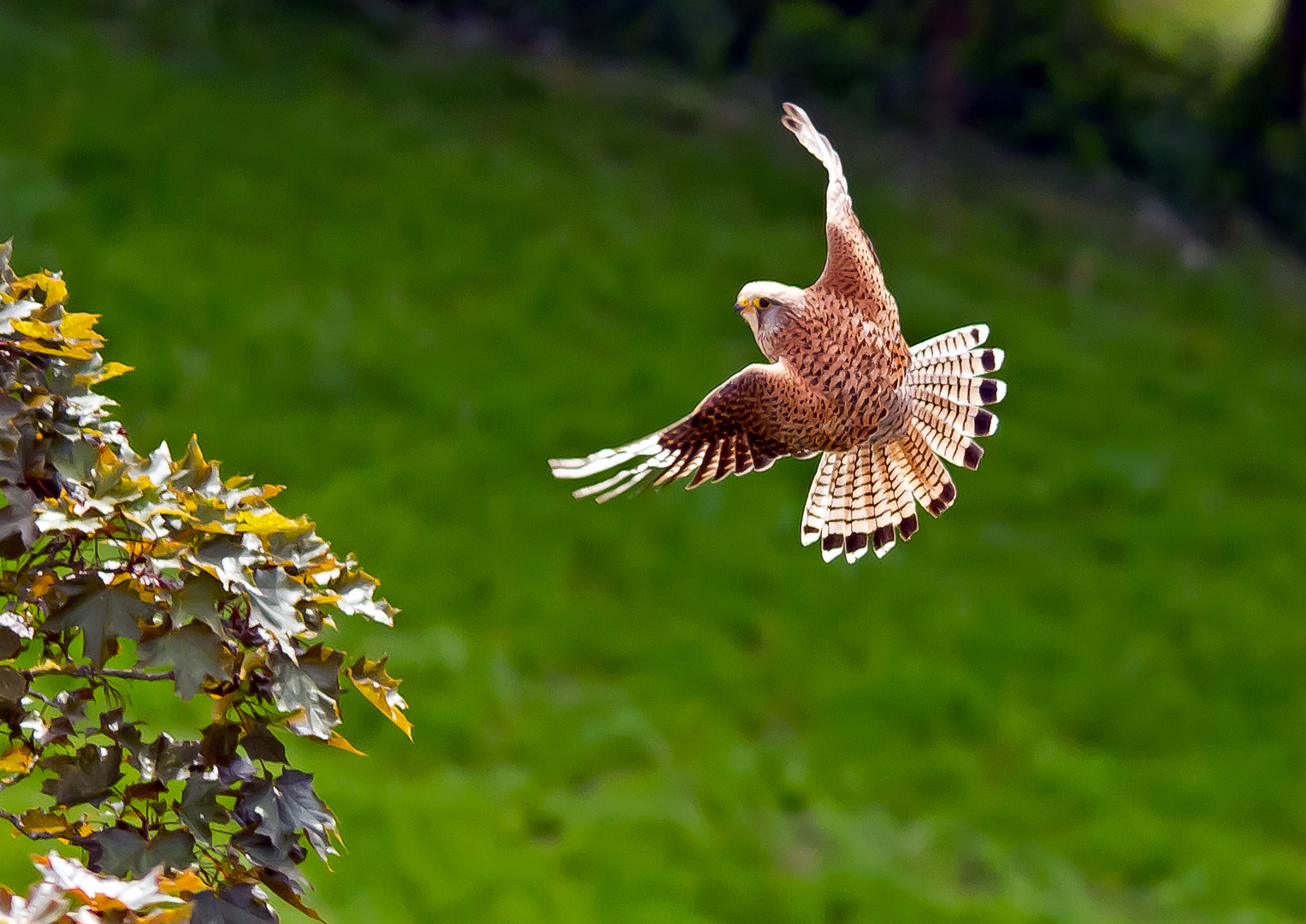 Turmfalke im Anflug