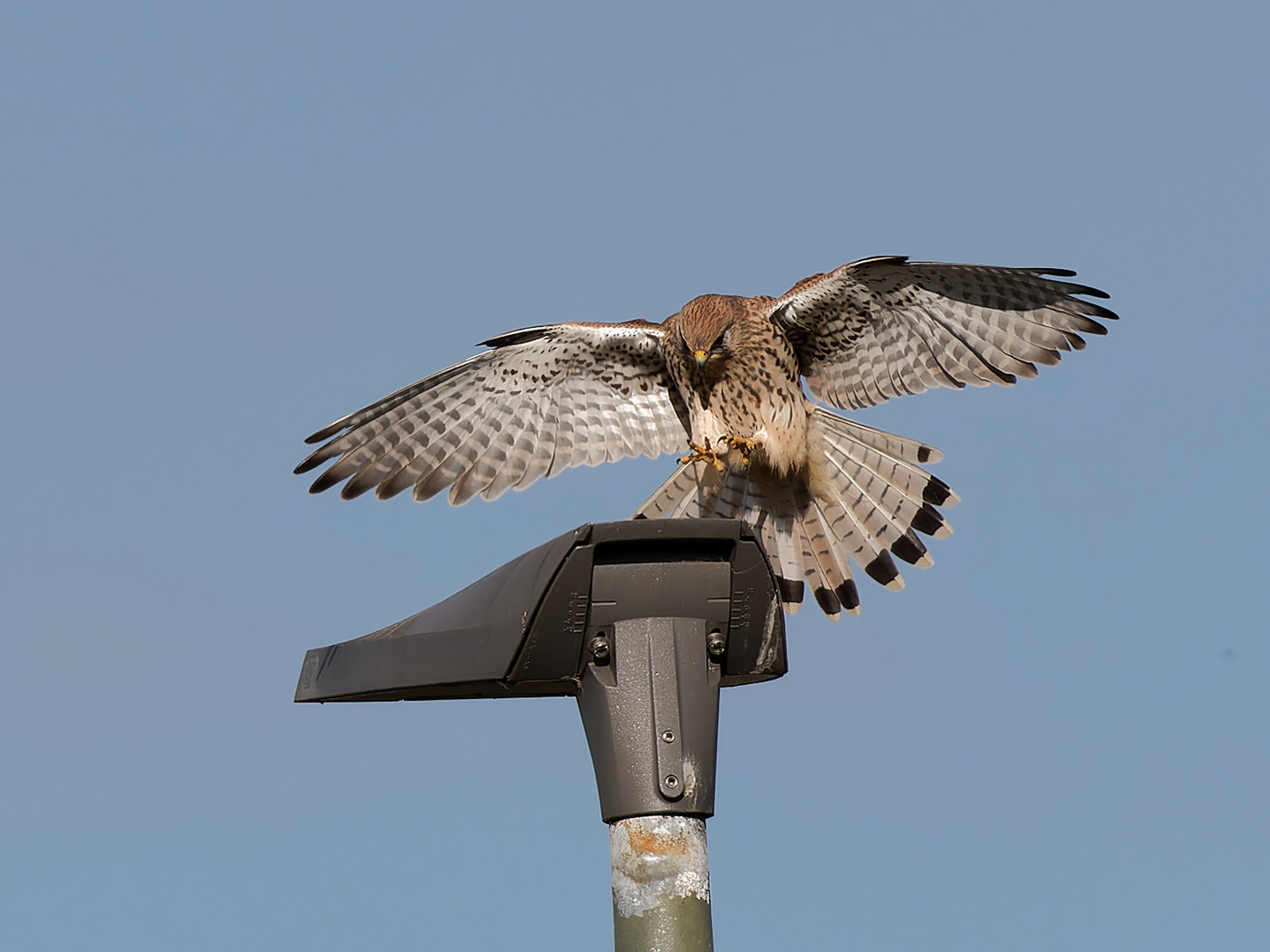 Turmfalke im Anflug 