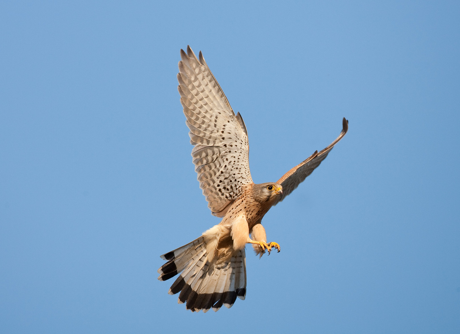 Turmfalke im Anflug