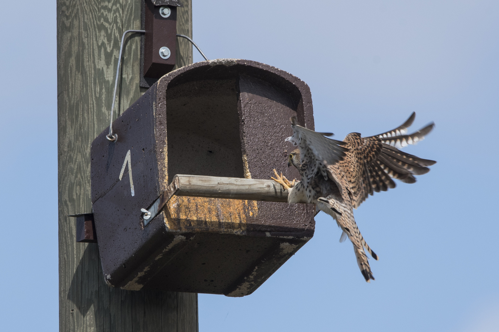 Turmfalke im Anflug