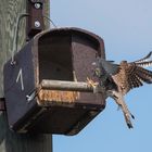 Turmfalke im Anflug