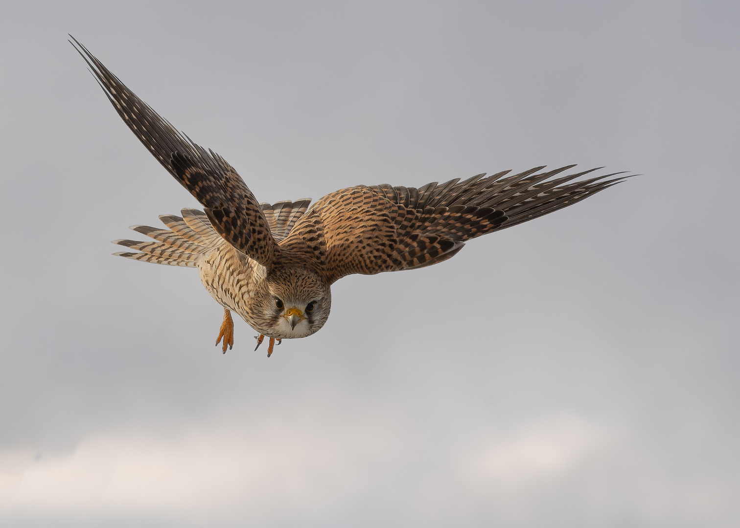 Turmfalke im Anflug