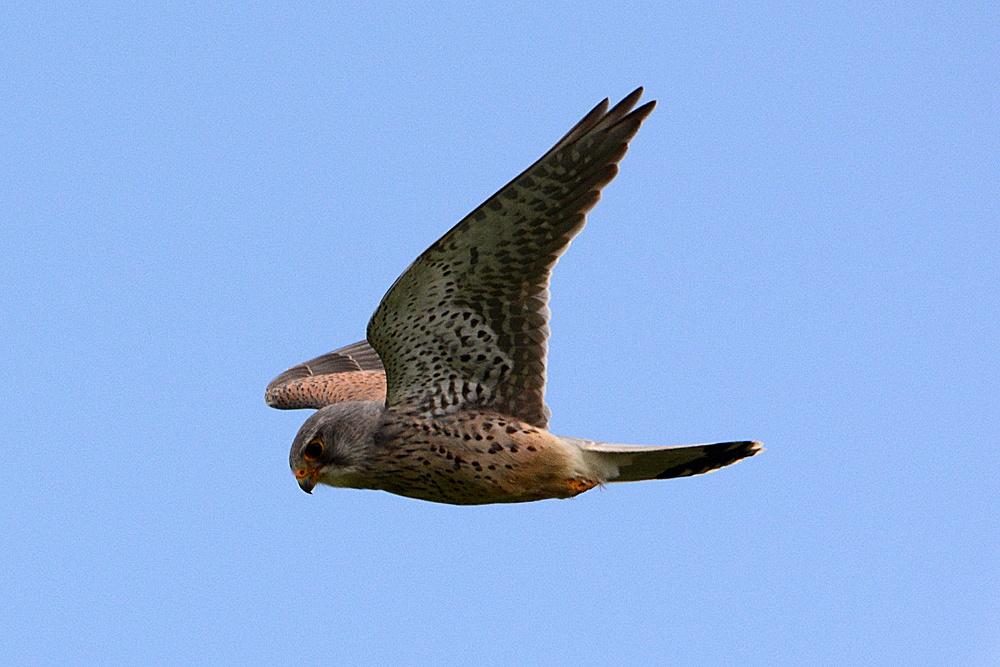 Turmfalke im Anflug 