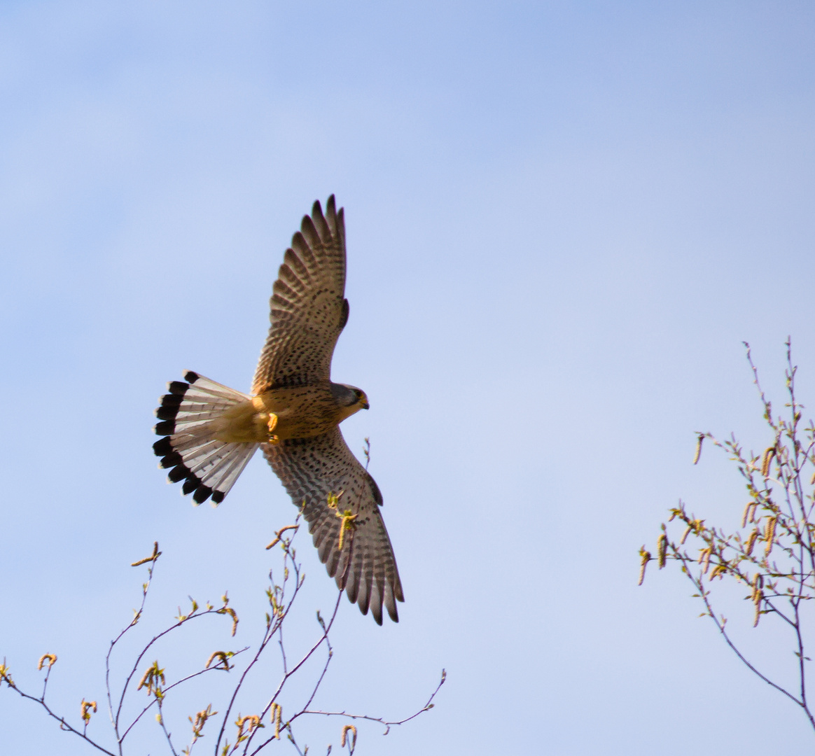 Turmfalke im Anflug auf sein Nest