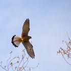 Turmfalke im Anflug auf sein Nest