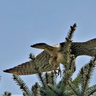 Turmfalke im Anflug aufs Nest