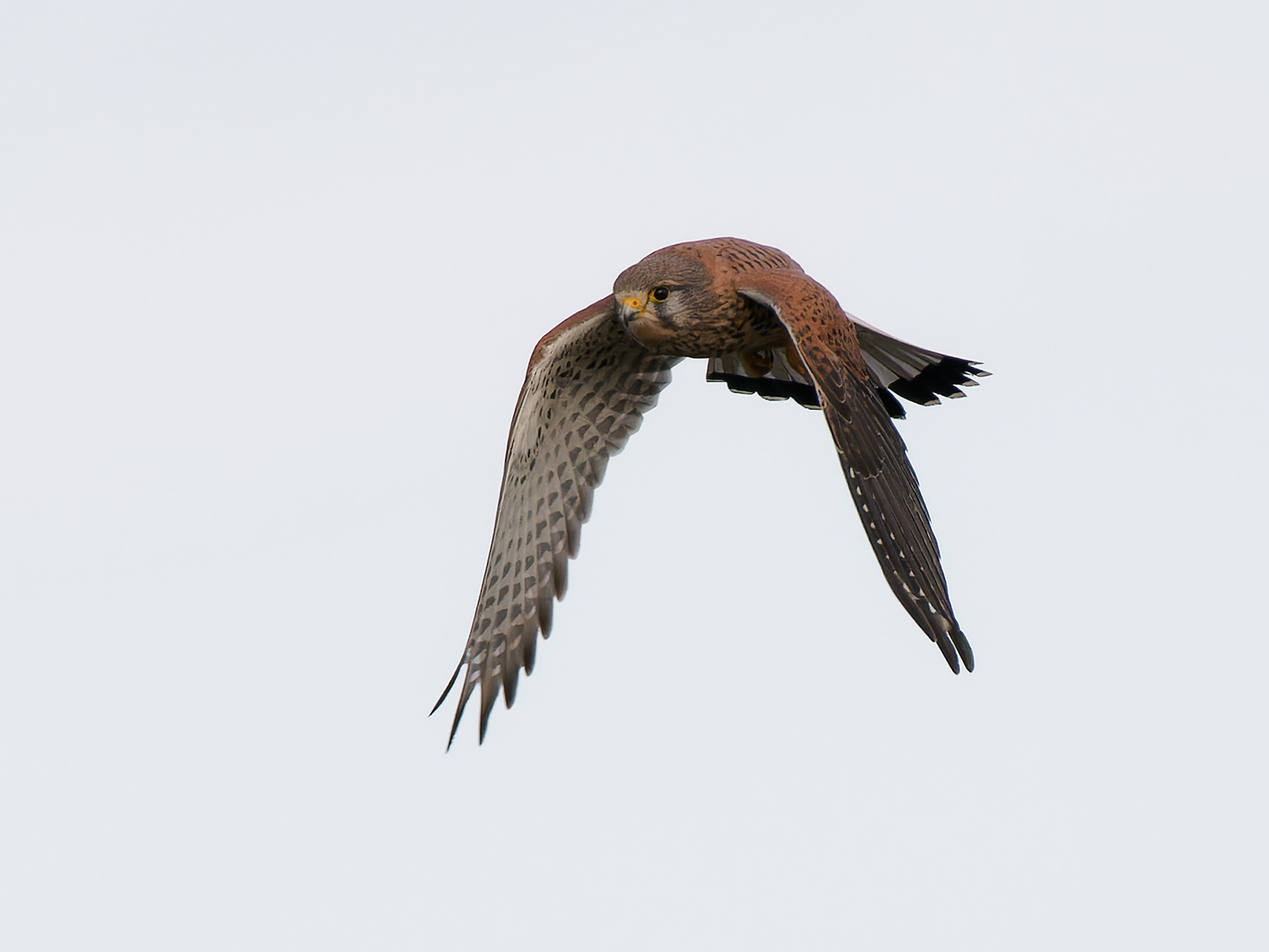 Turmfalke im Anflug