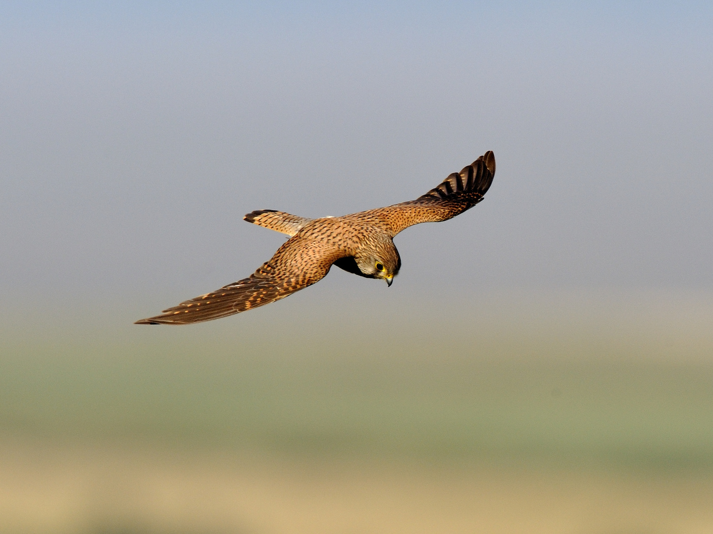 Turmfalke im Anflug