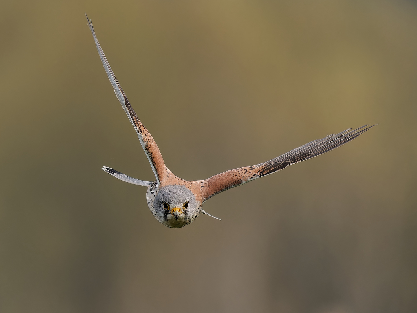 Turmfalke im Anflug ii