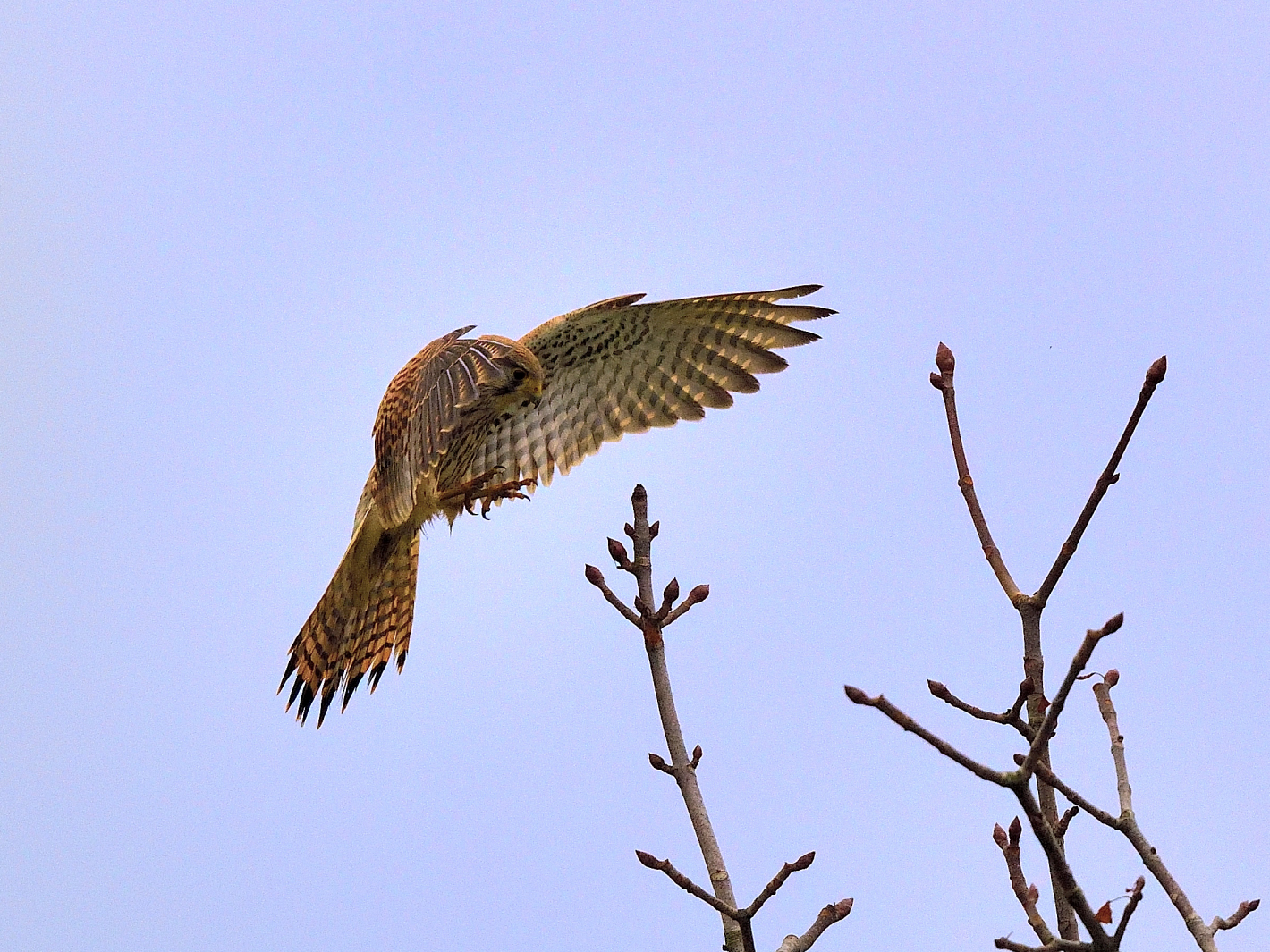 Turmfalke im Anflug,  kestrel approaching, cernícalo en aproximación