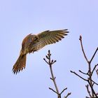 Turmfalke im Anflug,  kestrel approaching, cernícalo en aproximación